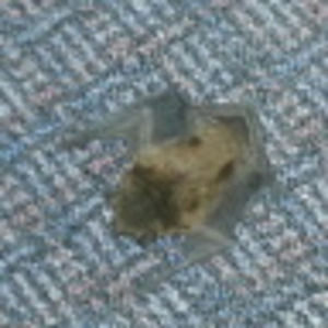 Meet your Posher, Rich